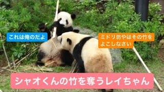 レイちゃんがシャオくんの竹を奪う　2023.06.10 Cute panda twins