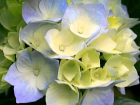 المنشد عبدالله فلاته هذب فؤادك بالحياه 4