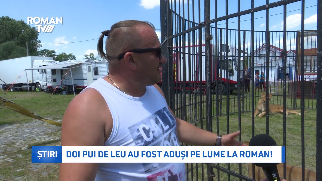 Doi pui de leu au fost aduși pe lume la Roman!