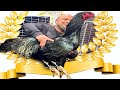 Gallo MAS FAMOSO  del MUNDO (+15 Millones de views) aves de corral online