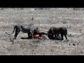 Lion Hunting | Safari Ngorongoro Crater | Lions vs African Bufalo | Ngorongoro Conservation Area