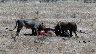 Lion Hunting | Safari Ngorongoro Crater | Lions vs African Bufalo | Ngorongoro Conservation Area