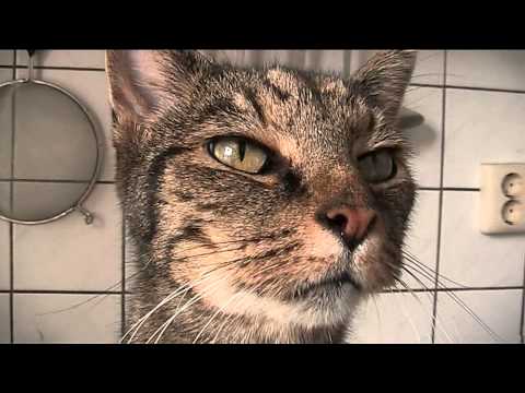 Video: September Is Een Gelukkige Kattenmaand
