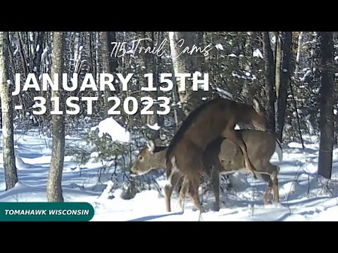 January 15th - 31st 2023 Tomahawk Wisconsin Trail Camera Highlights