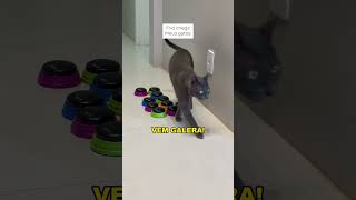 Começou a temporada de cobertinha #gatos #gatosengraçados #gatofalante #gatoquefala #trigatos