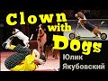 Цирковой номер с собаками "Комическая дрессура" /Clown with dogs / Юлик Якубовский.