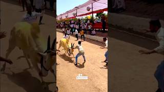 लई हात-पाय दुखते हया कामाने 😂 / नाद एकच बैलगाडा शर्यत / घाटातील बैलगाडा शर्यत #बैलगाडा #शर्यत #like