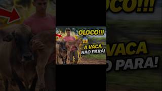 A vaca não para#gado #fazenda #pecuarista #agro #mercadoagricola#vidanaroça #vidanocampo