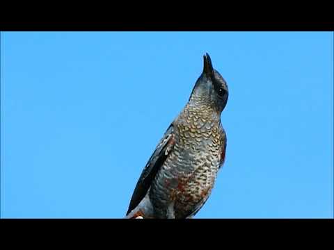 นกกระเบื้องผาร้องหาคู่ Blue Rockthrush call #bird #นก