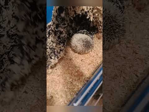 lino sound hedgehog