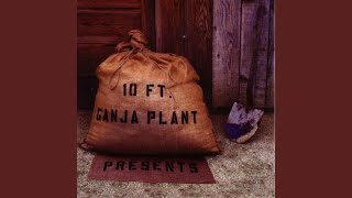 Video thumbnail of "10 Ft. Ganja Plant - Politricking Man"