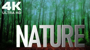 Forest 4K Nature Relaxation Film Peaceful Relaxing Music 4k Video UltraHD