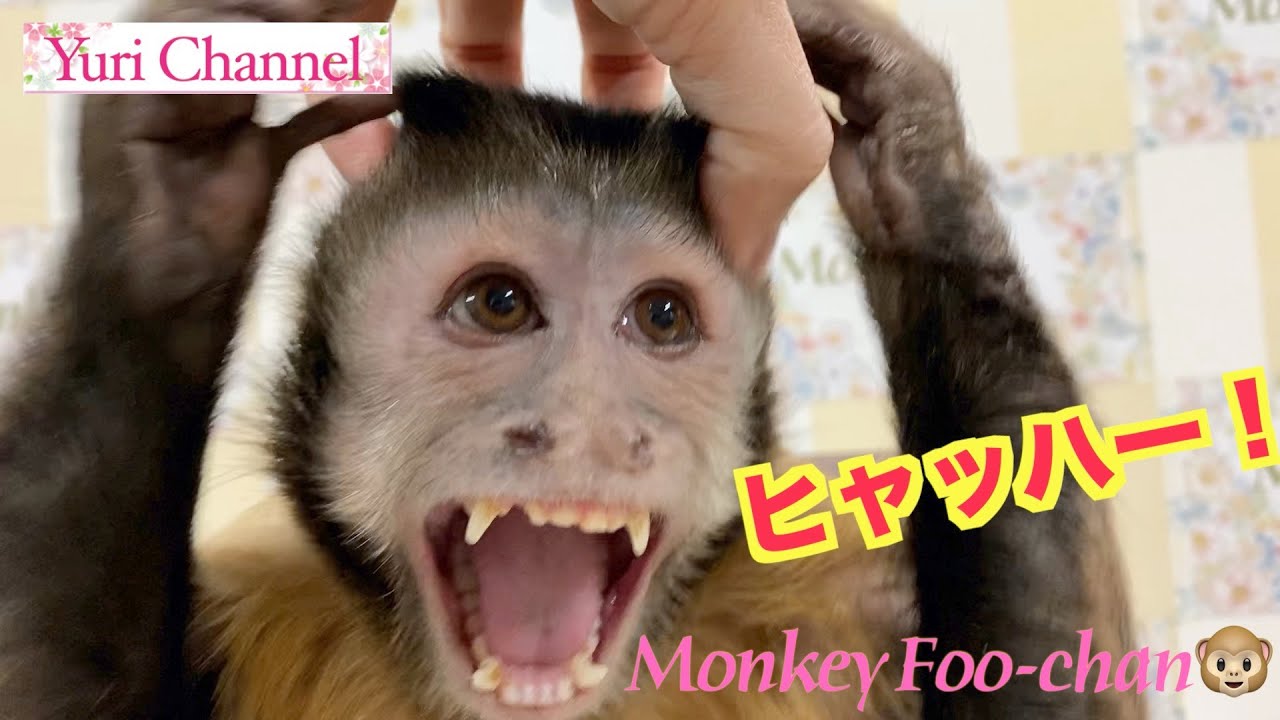 フサオマキザルふーちゃん 大笑い編 可愛いキティちゃんの型抜きバウム 44 Capuchin Monkey Foo Clip On A Good Laugh Youtube
