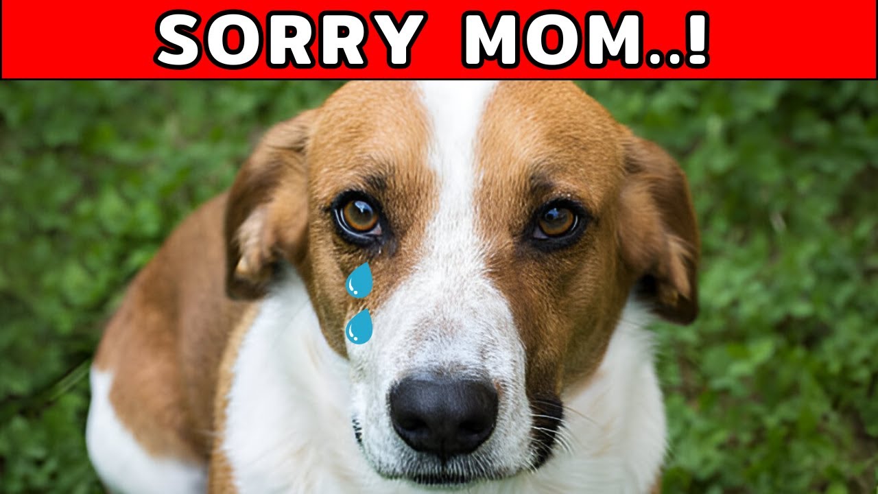 The Real Way Dogs Apologize to Their Humans