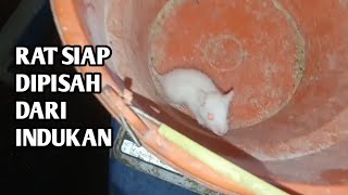 ANAKAN RAT SIAP UNTUK DI SAPIH - TIKUS PUTIH RAT