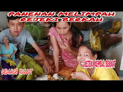 Video: Budidaya Dahlia Cantik Yang Sukses. Peduli