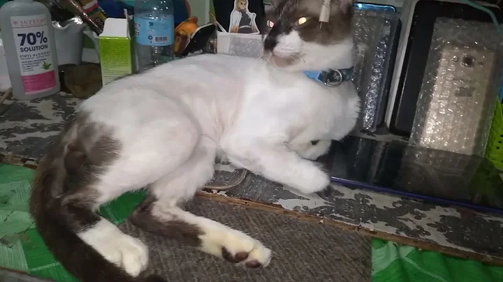 Video 3475161: snowshoe siamese cat, male siamese cat, female siamese cat