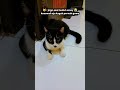 Terfitnahkan                     #catvidio  #cat  #funnycat   #catlovers  #cute  #shortvideo