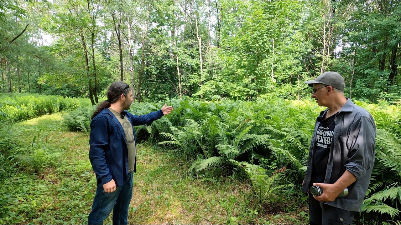 Implantation de Têtes de Violons