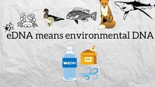 Learn about eDNA Metabarcoding in a Nutshell