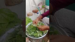 how to make oregano🌿#oregano #homemadefood #food #cooking #vlog #shorts #you