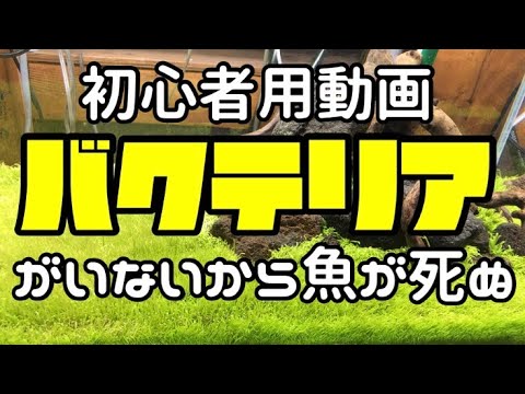 バクテリアを入れないから魚は死ぬ！初心者が間違い易い大事な話、アクアリウムを始めるなら見て下さい！上手くいかない人が軽視しているバクテリア【楽めだか】