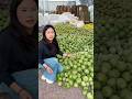 Cucumber harvest #2026 #shorts #cucumber #viral #trending