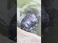 Manatees in the Everglades