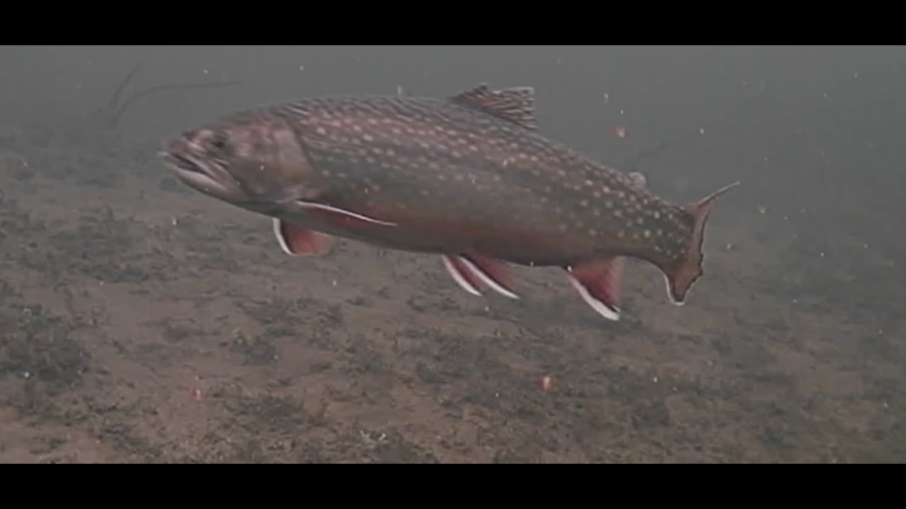 Ice Fishing for Trout Merritt BC 2026 Part 1