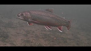 Ice Fishing for Trout Merritt BC 2026 Part 1