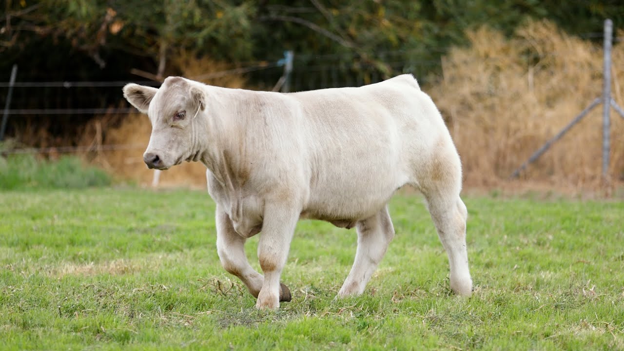 Lot 19 Tag G3 11th Annual Dixon Land and Livestock Club Calf Sale