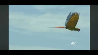 Liberación de Guacamayo Verde Mayor en Las Balsas - noticiero Ecuavisa
