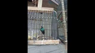 suara pikat dan masteran kolibri wulung dijamin kowul lain dengar ini langsung nyaut