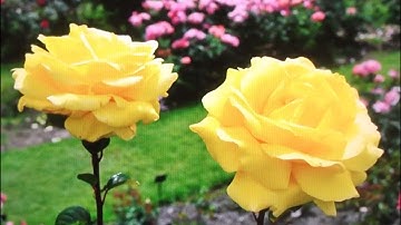 THE MOVE   " Flowers In the Rain "     2022 stereo mix....