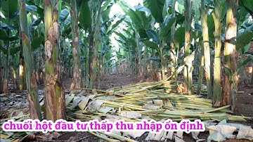 Trồng chuối hột, đầu tư, chi phí thấp, mang lại kinh tế cao ,cho gia đình, #Tấnnôngdân