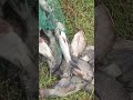 AHB fishing YouTube fishing like subscribe share comment#shorts#shortvideo 🐟🐠🐡😱