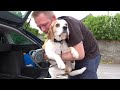 Beagle Charlie doesn't want to go to vet