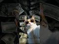 Money talk money walk money 💸#subscribe