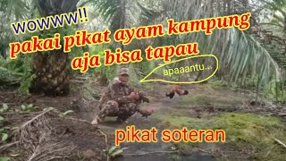 wowww!!! pakai pikat ayam kampung aja bisa tapau #pikat_ayam_hutan