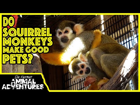 वीडियो: क्या वर्वेट बंदर अच्छे पालतू जानवर बनाते हैं?