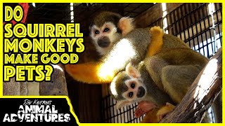 Do SQUIRREL MONKEYS make good PETS?