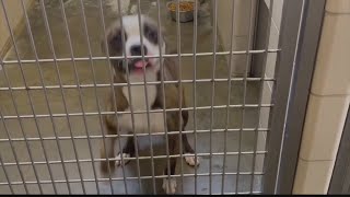 Jefferson County Humane Society is overcrowding and asking for your help
