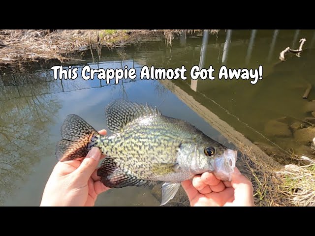 Small Stream Fast Spring Crappie Action