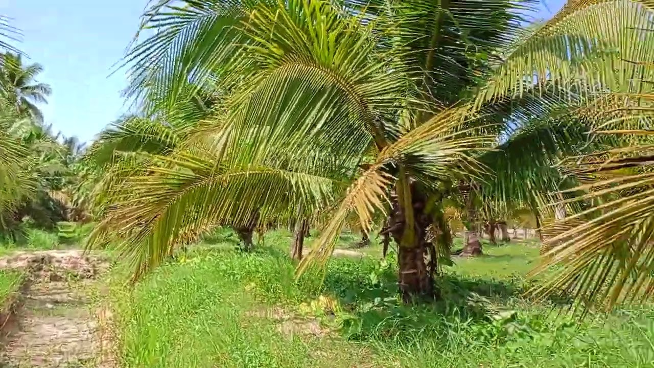 Green Coco 🌴🌴🌴