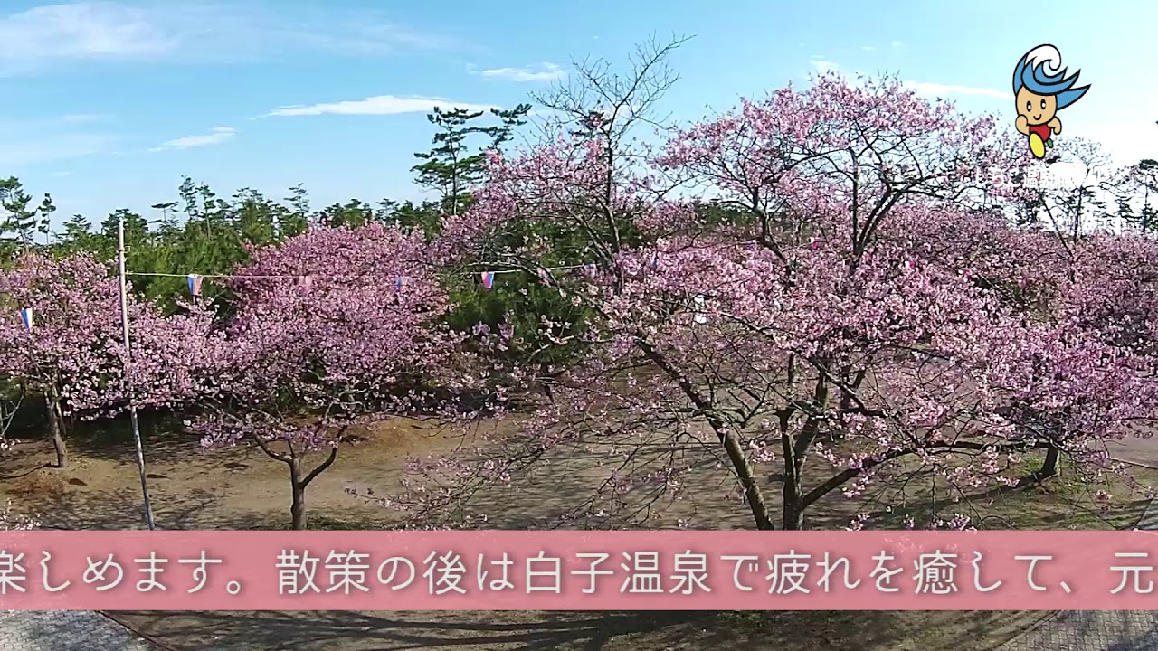 しらこ温泉桜祭り 白子町観光協会