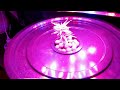 Aeroponic & Deep Water Culture Timelapse Grow