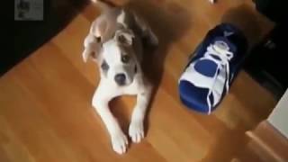 Самые смешные приколы с животными Топ 2016 funny videos Самые смешные приколы с животными Топ 2016 funny videos
