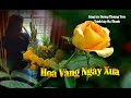 Hoa Vàng Ngày Xưa - Tiếng hát Hạ Thanh 