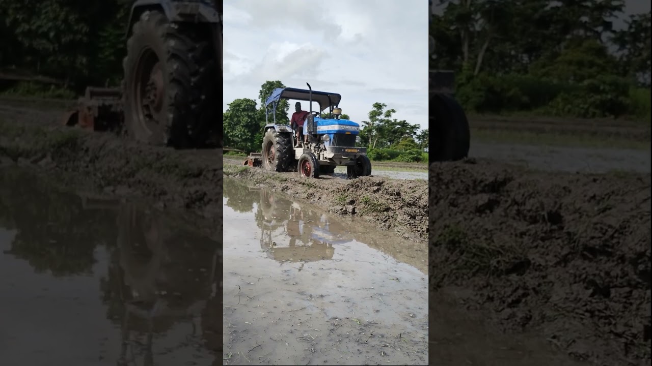 माइ दुब्लि ll Paddy field 