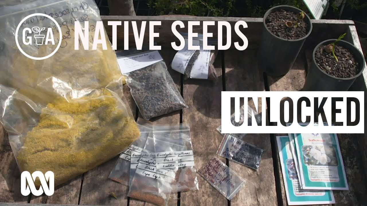 Growing Natives From Seed | Australian Natives | Gardening Australia